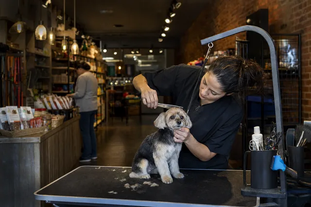 A groomer combing out a small dog on a grooming table in a pet shop